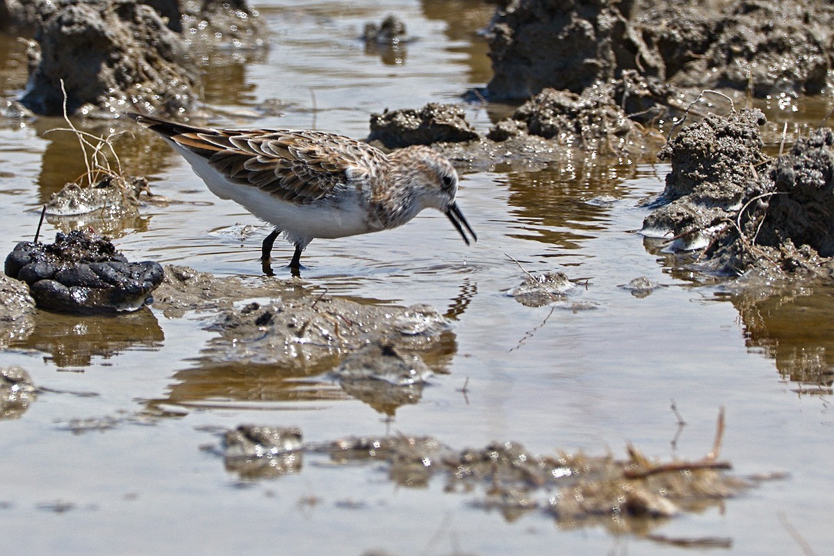 Little Stint - ML617669132