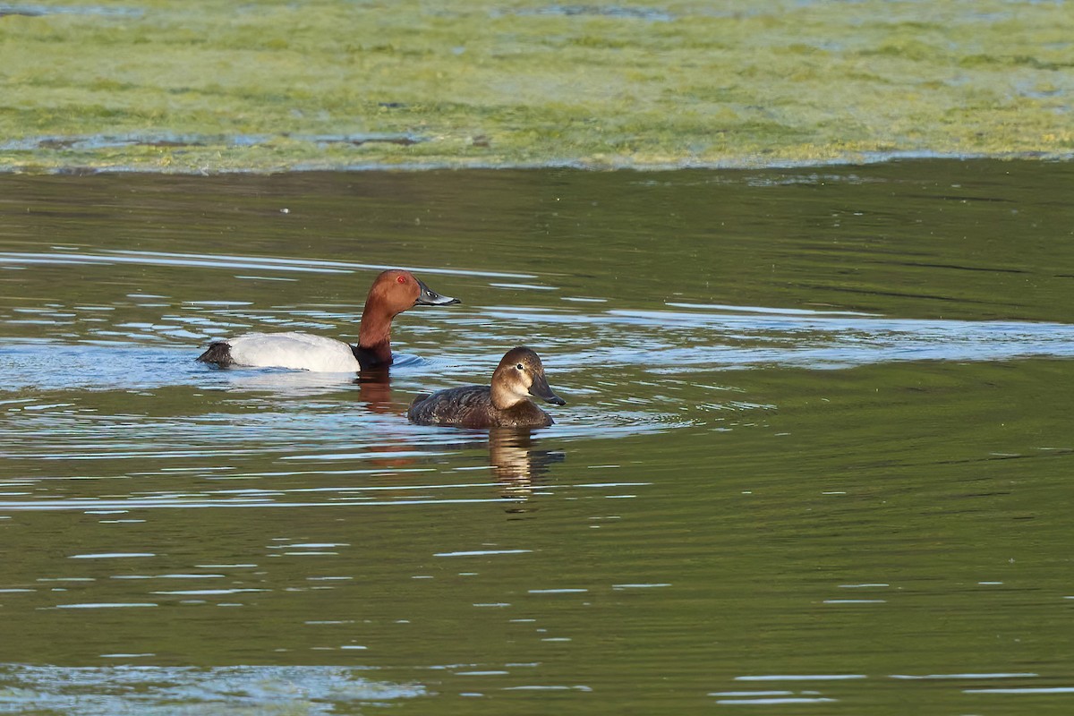 Common Pochard - ML617669173