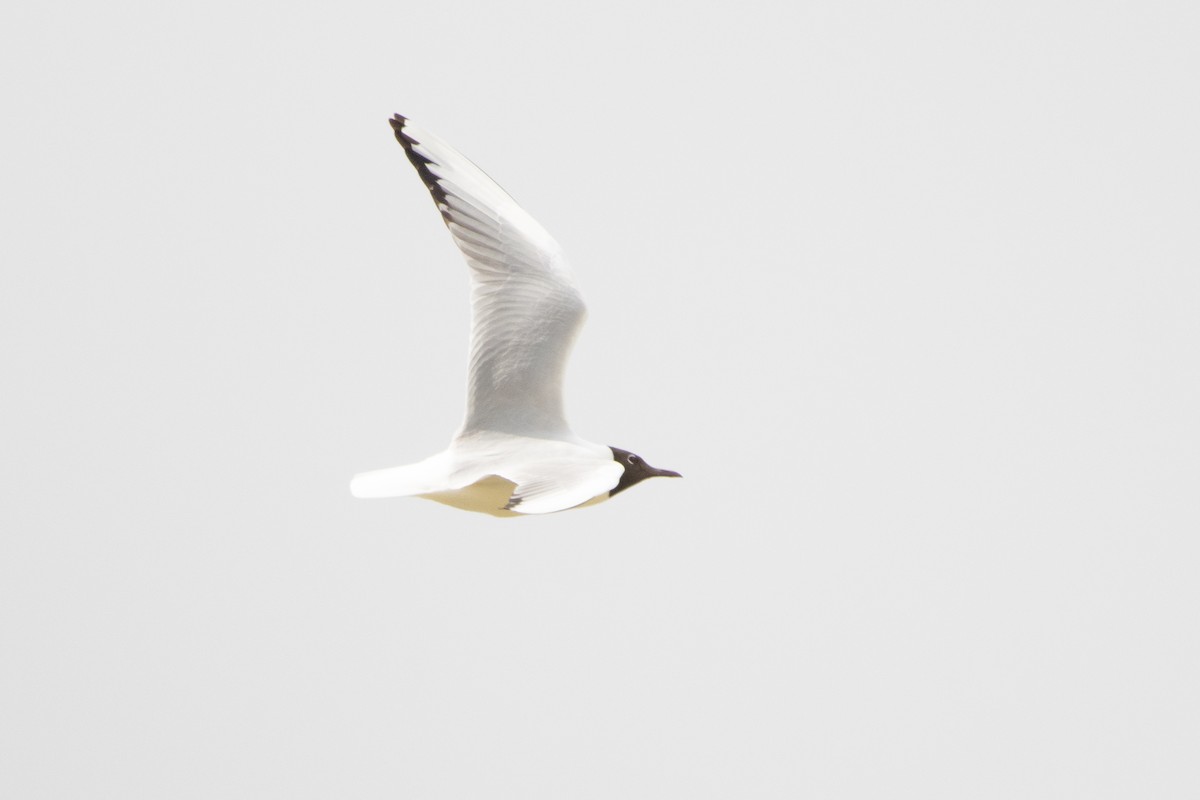 Black-headed Gull - ML617669207