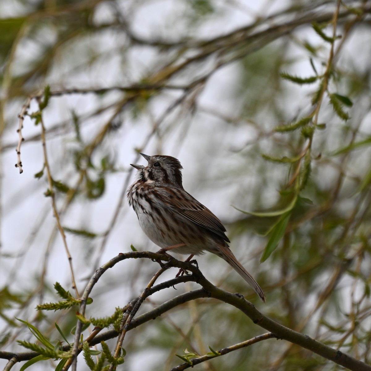 Song Sparrow - Blake Livingston