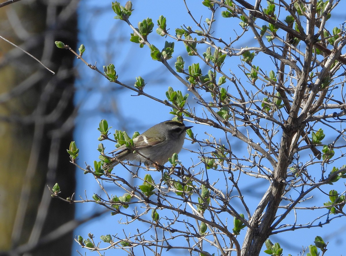 Golden-crowned Kinglet - ML617669282