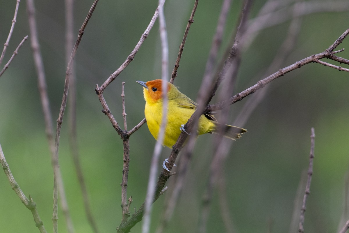 Rust-and-yellow Tanager - ML617669298