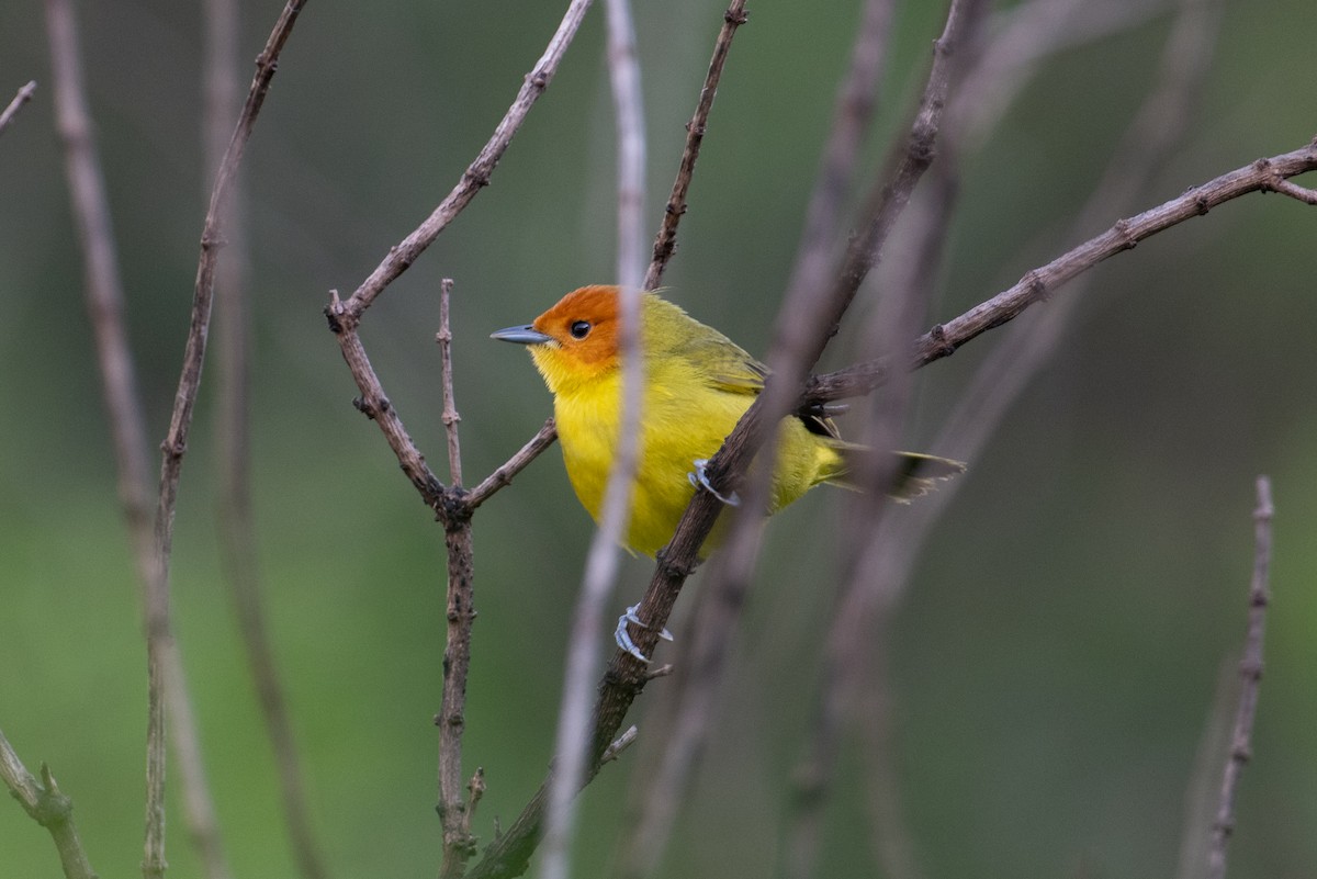 Rust-and-yellow Tanager - ML617669301