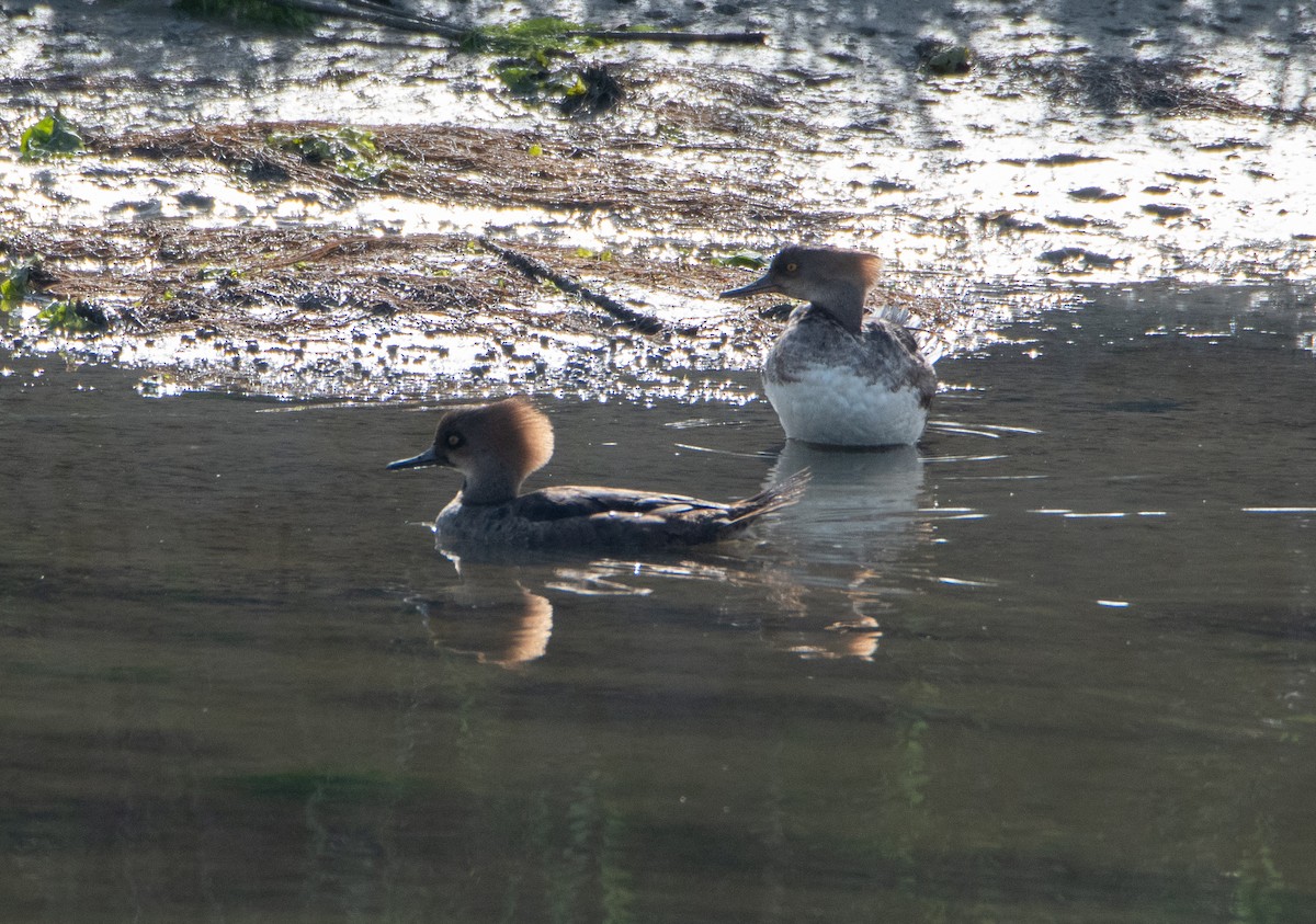 Hooded Merganser - ML617669443