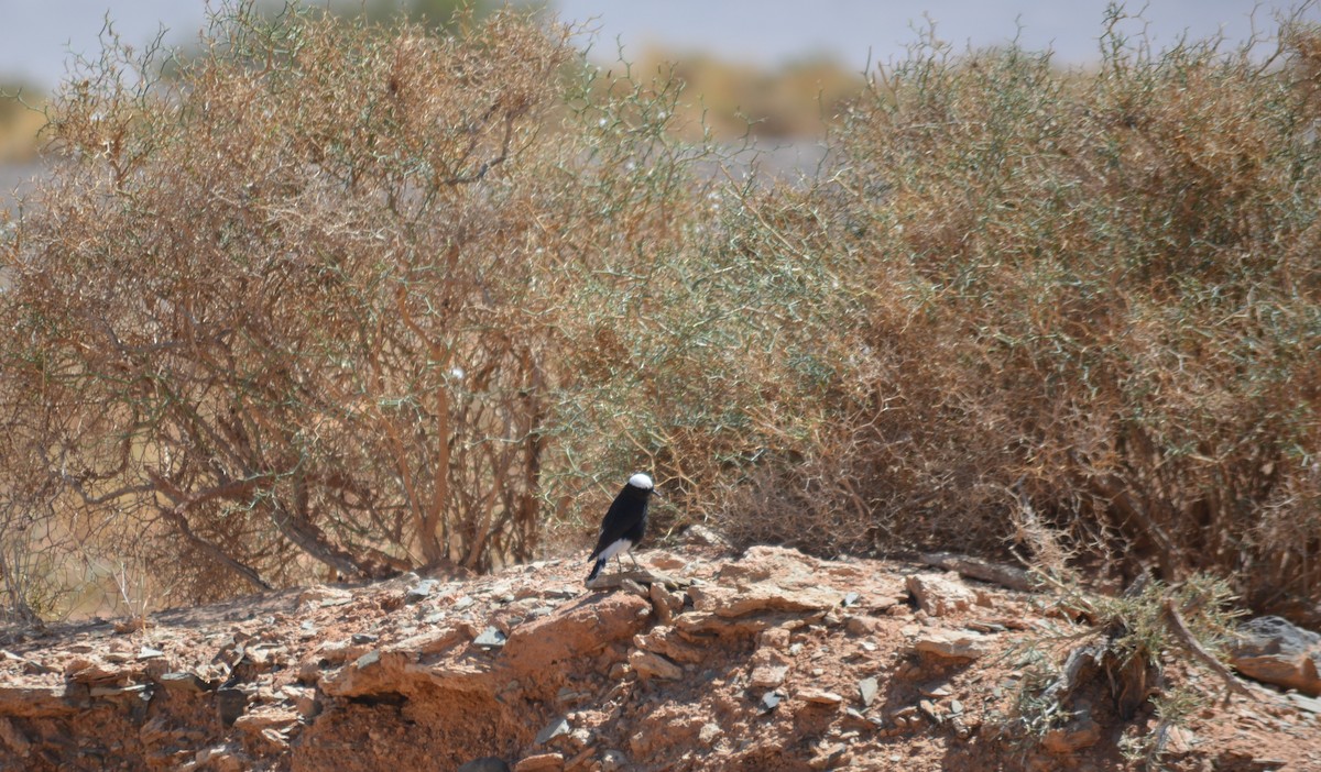 White-crowned Wheatear - Álvaro García Martín