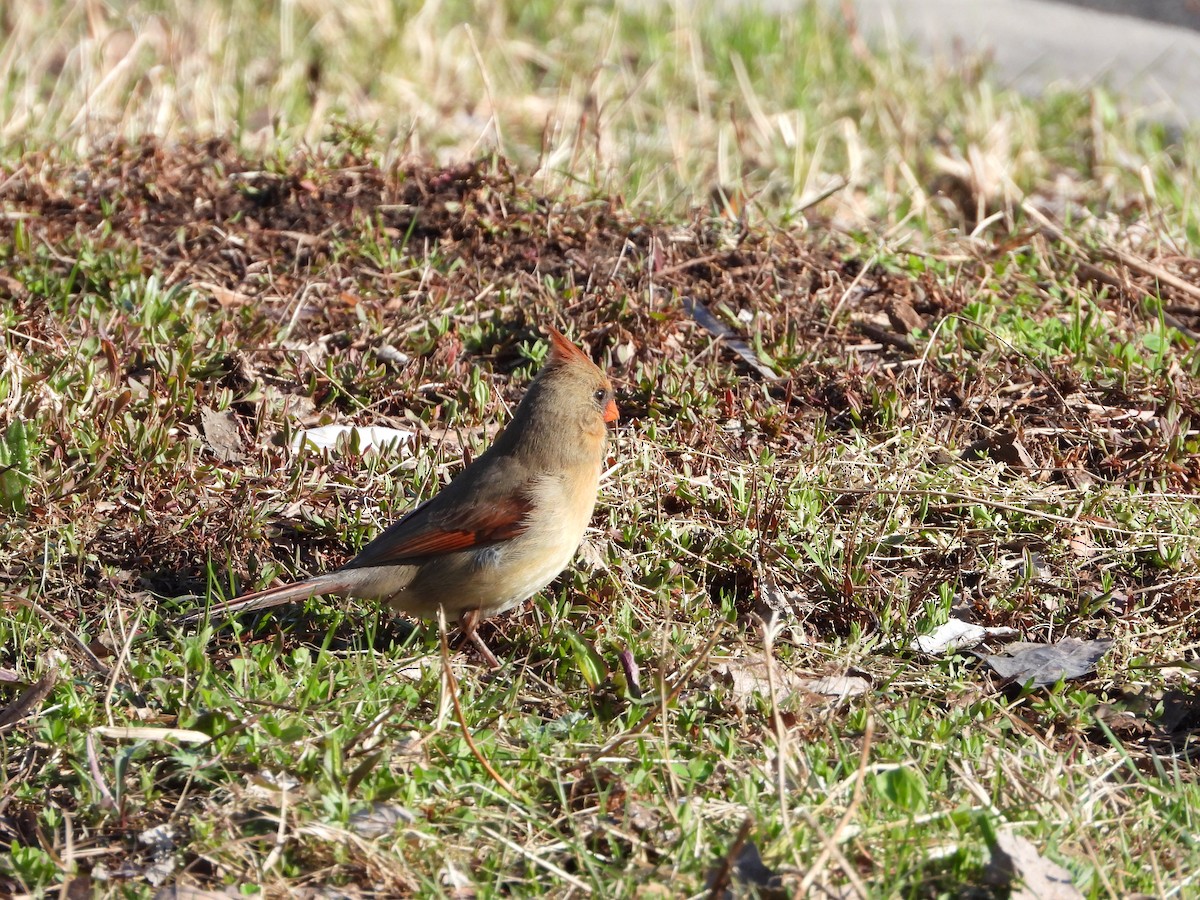 Northern Cardinal - Serge Benoit