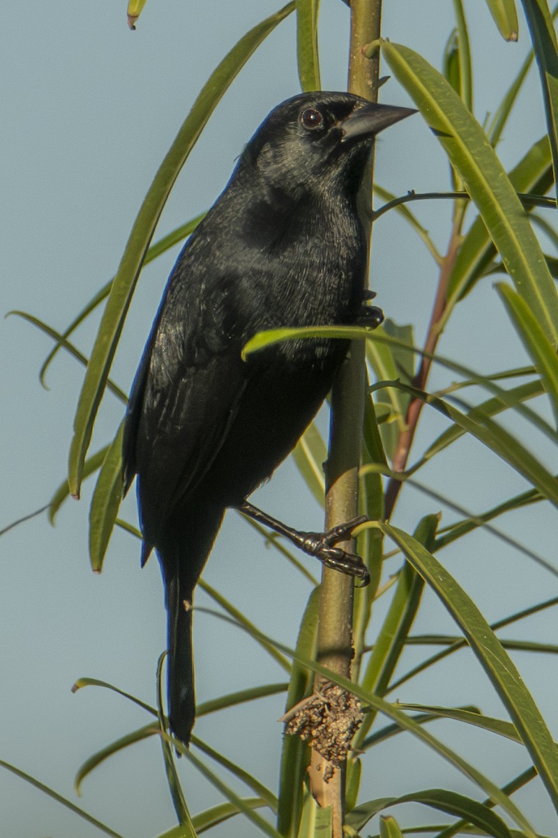 Unicolored Blackbird - ML617669563