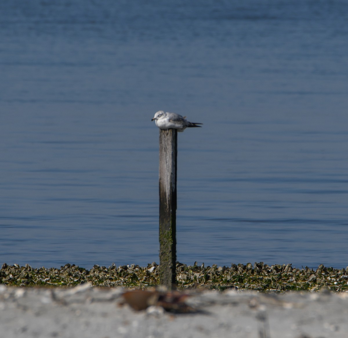 Ring-billed Gull - David Robinson