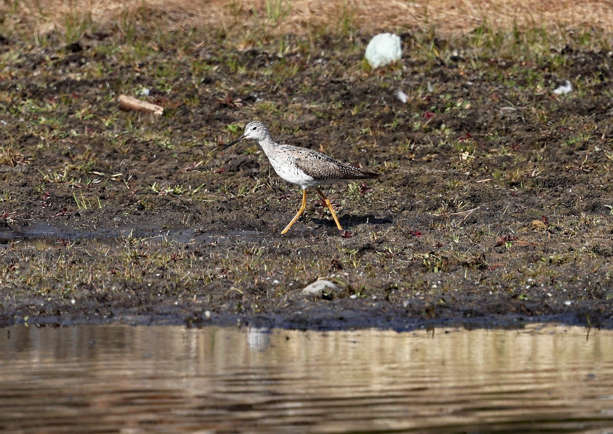 Greater Yellowlegs - ML617669569