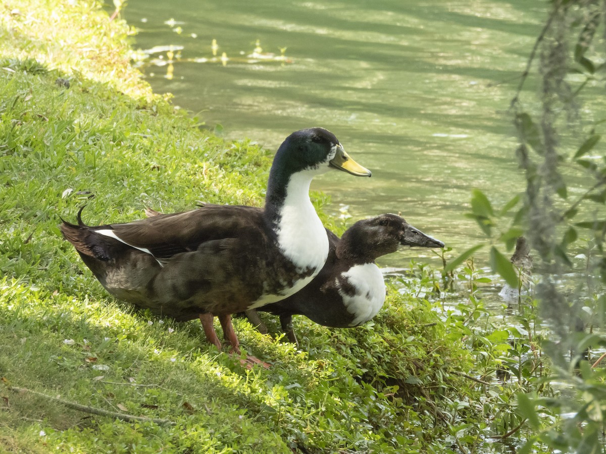 Fehlfarben-Stockente/Hausente - ML617669571