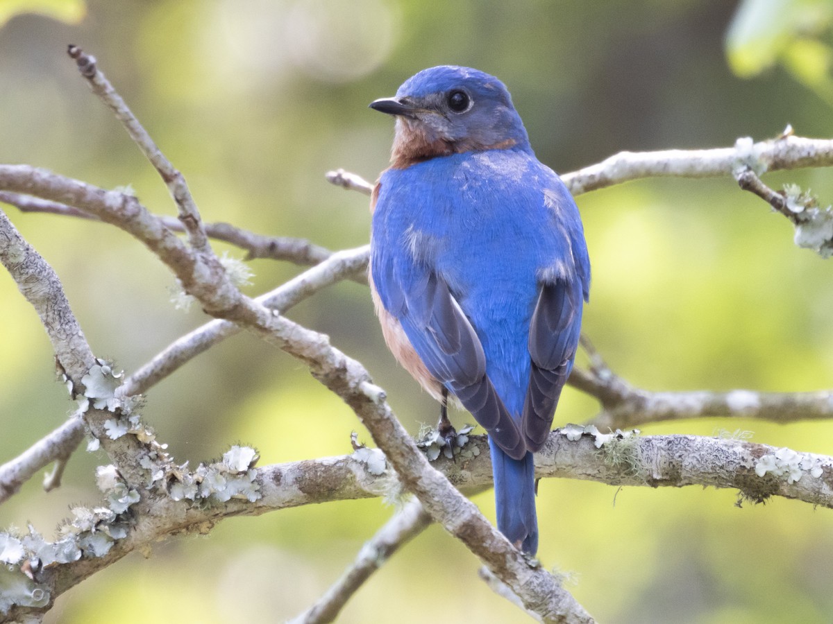 Eastern Bluebird - ML617669598