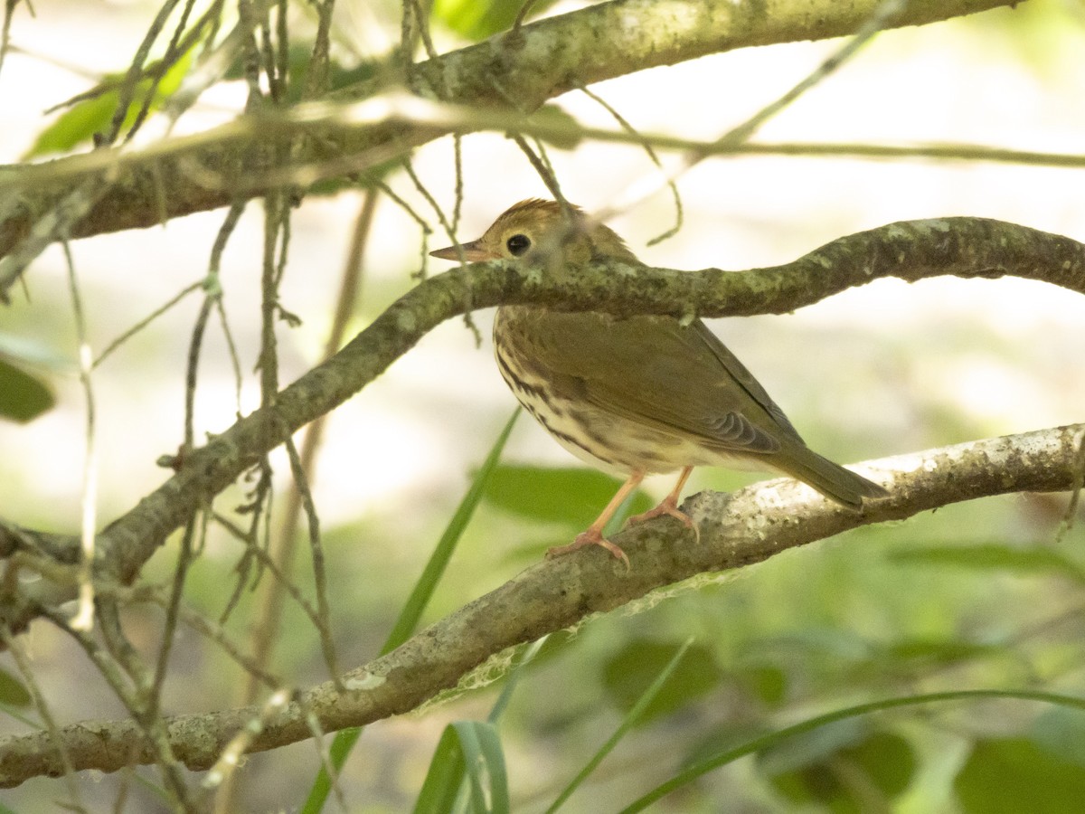 Ovenbird - ML617669603