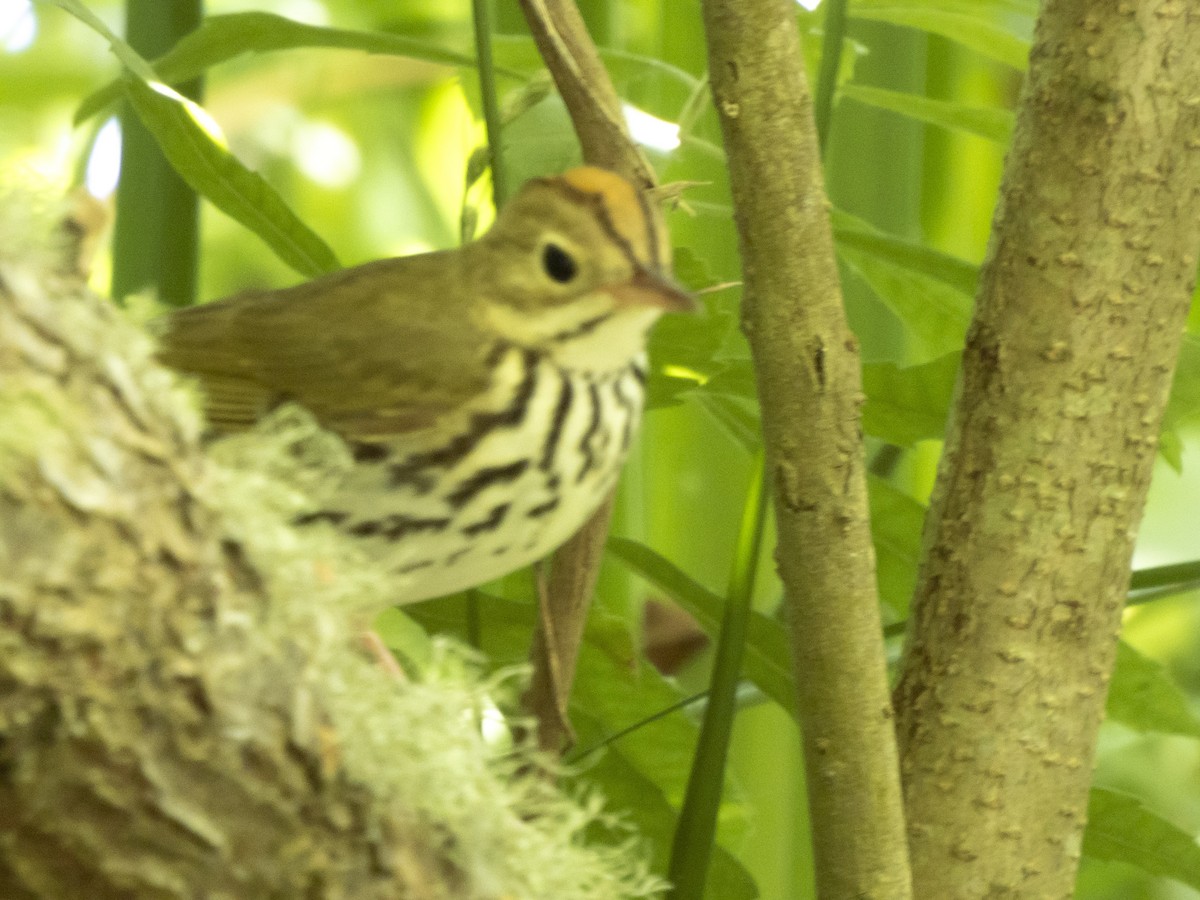 Ovenbird - ML617669604