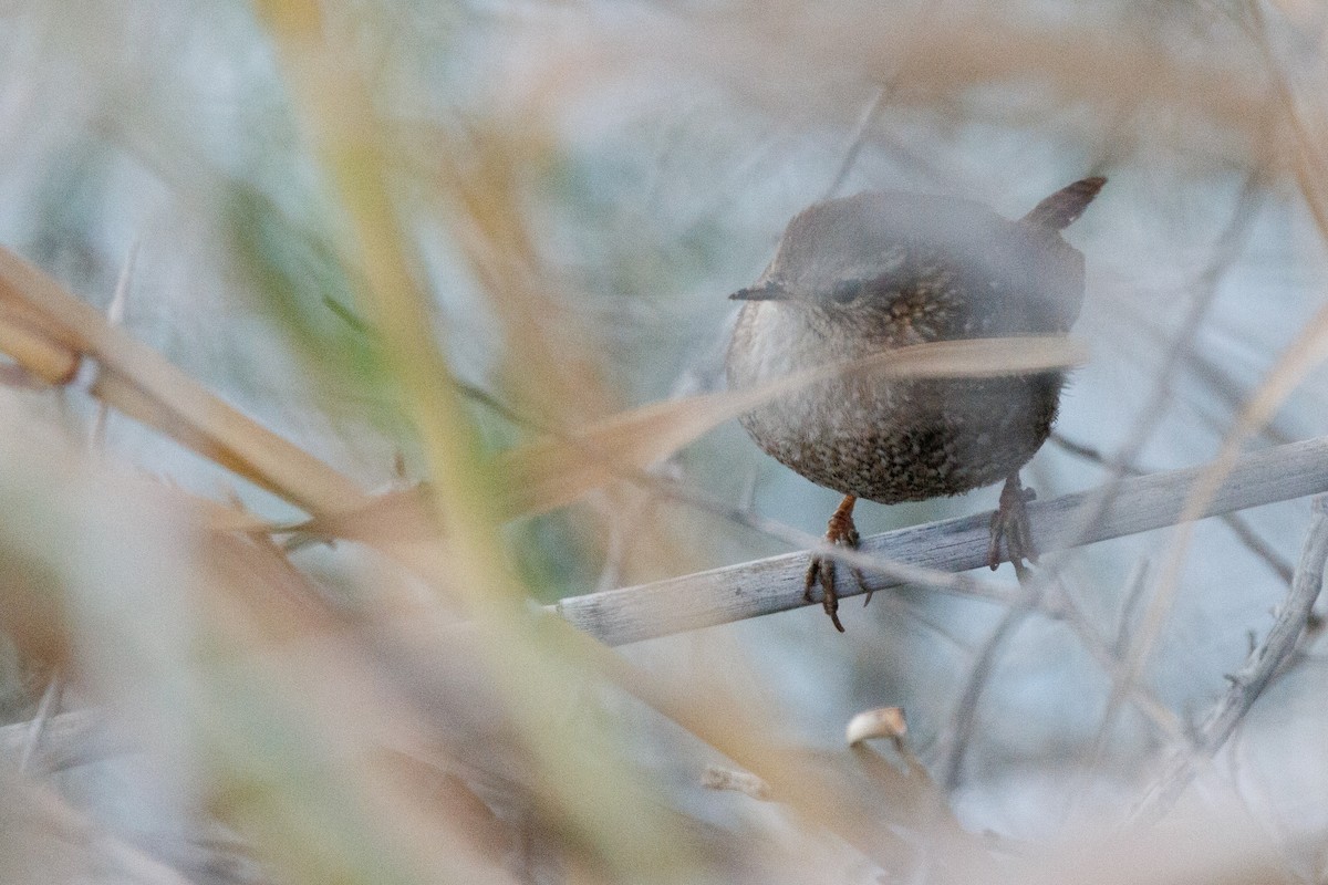 Winter Wren - ML617669607