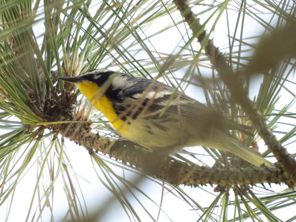 Yellow-throated Warbler - ML617669613