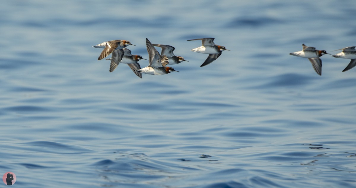 Red-necked Phalarope - ML617669662