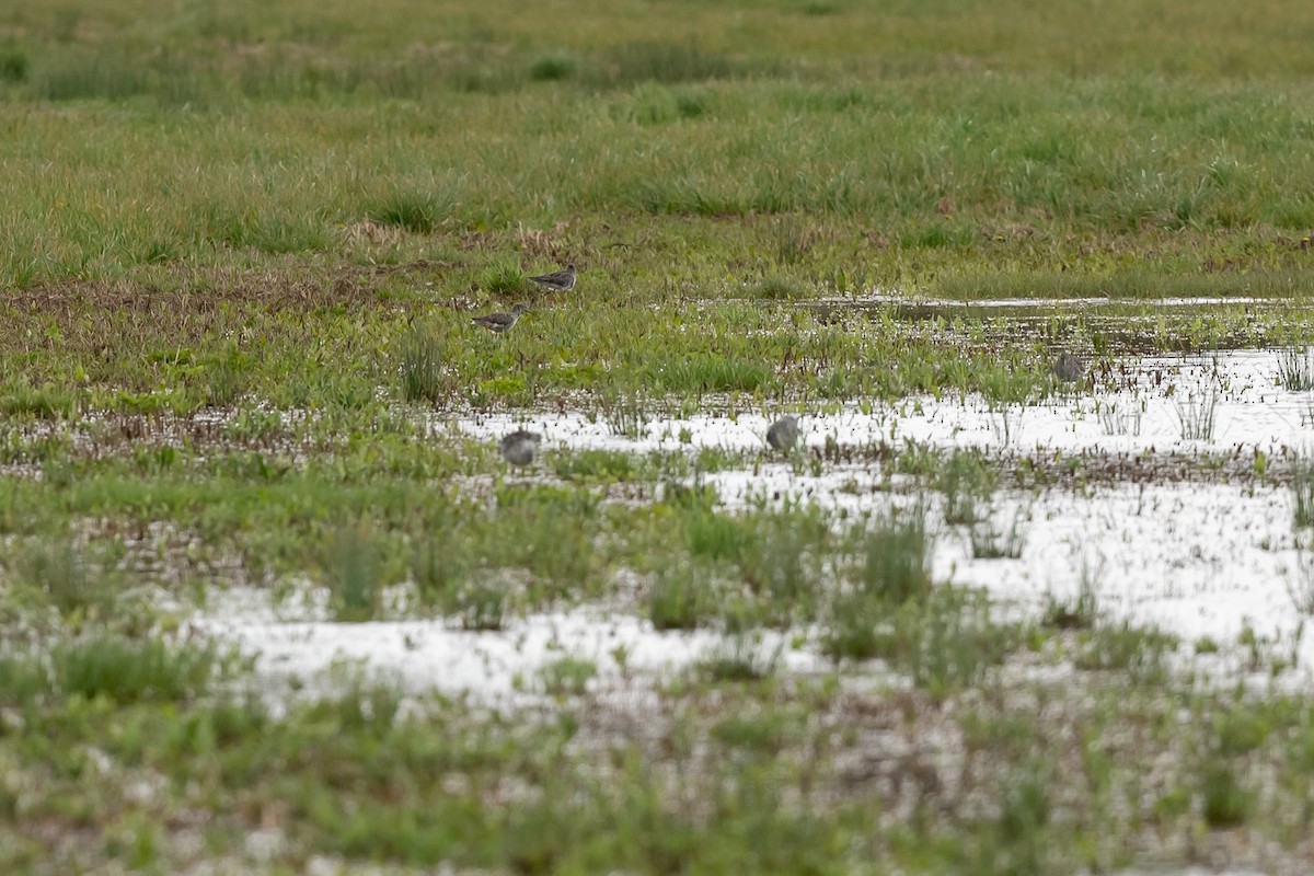 Greater Yellowlegs - Bill Massaro