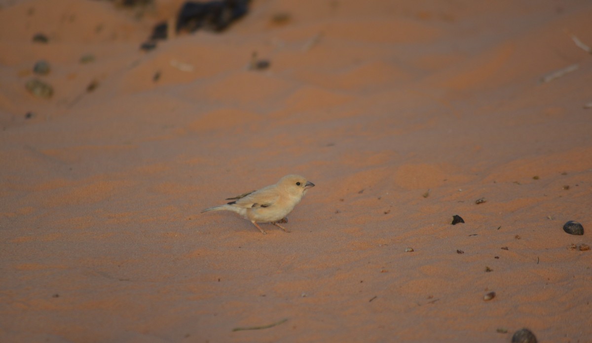 Desert Sparrow - Álvaro García Martín