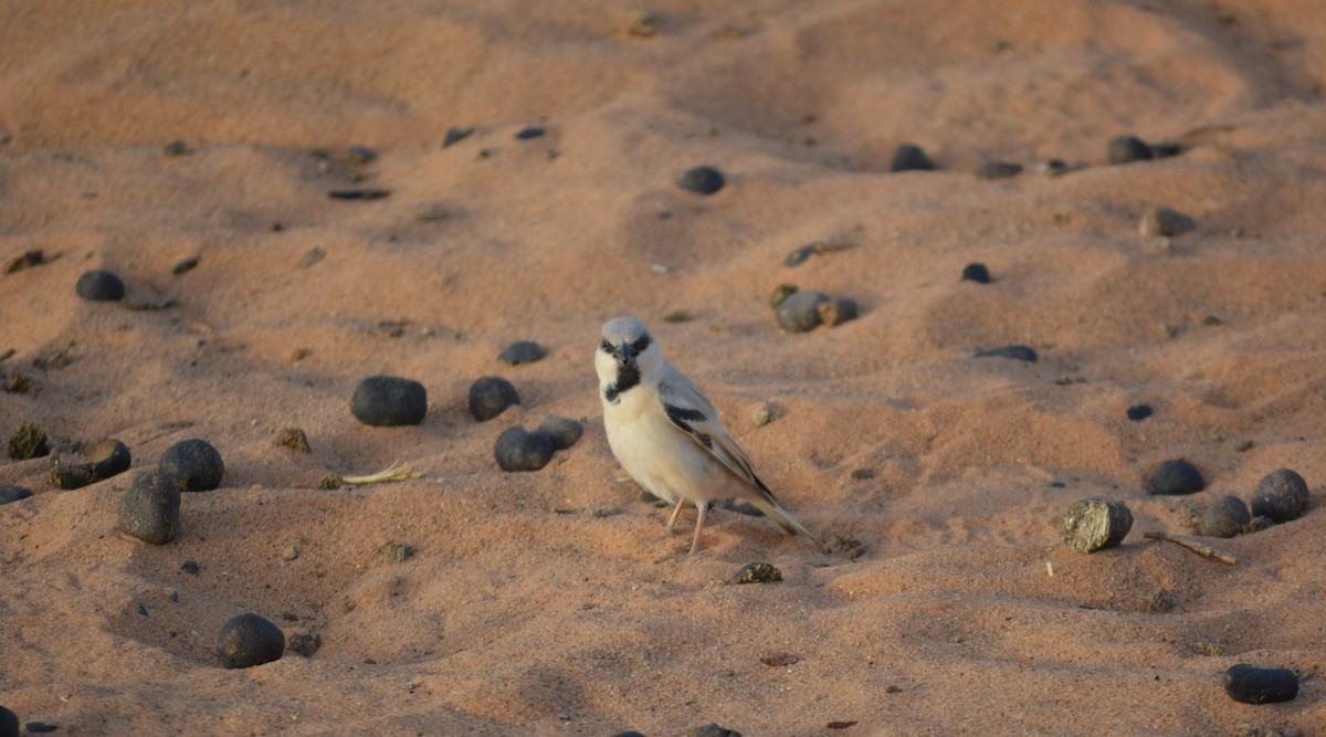 Desert Sparrow - Álvaro García Martín