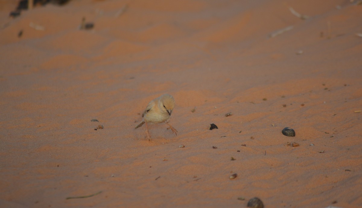 Desert Sparrow - Álvaro García Martín