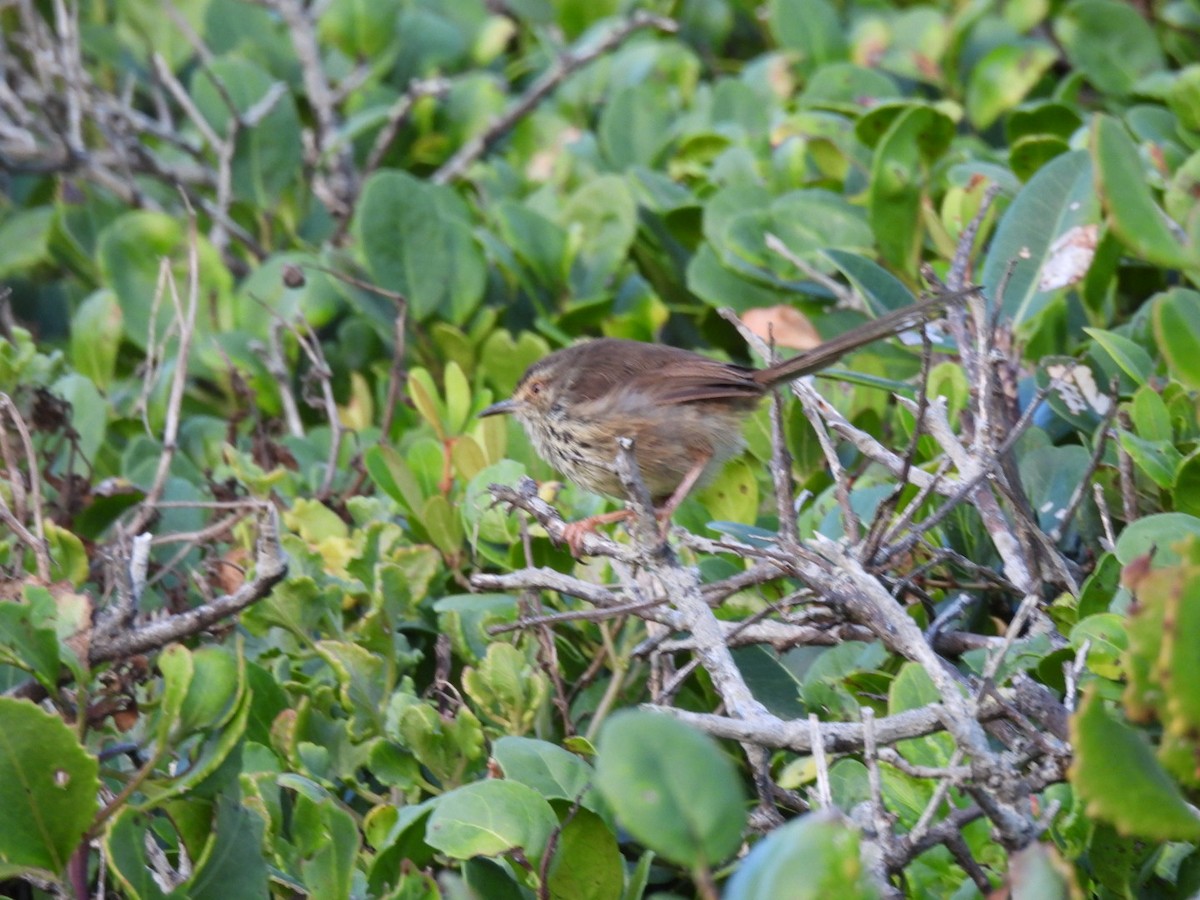 Karoo Prinia - ML617669779