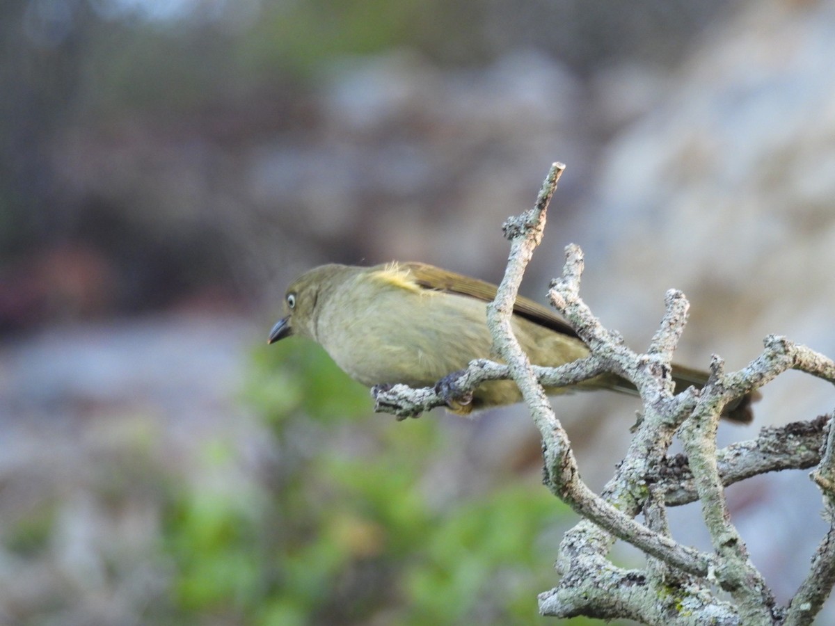 Sombre Greenbul - ML617669818