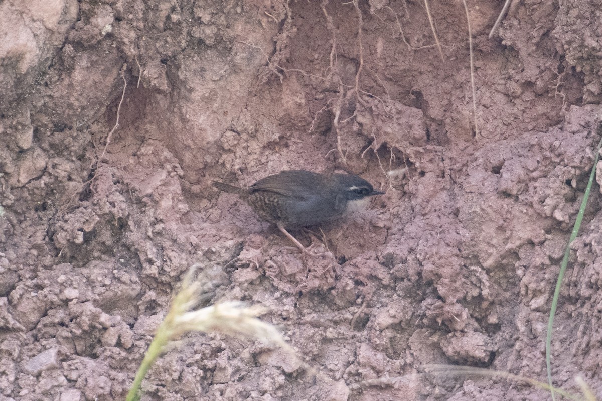 Zimmer's Tapaculo - ML617669820