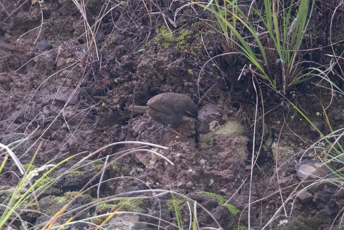 Graukehltapaculo - ML617669821