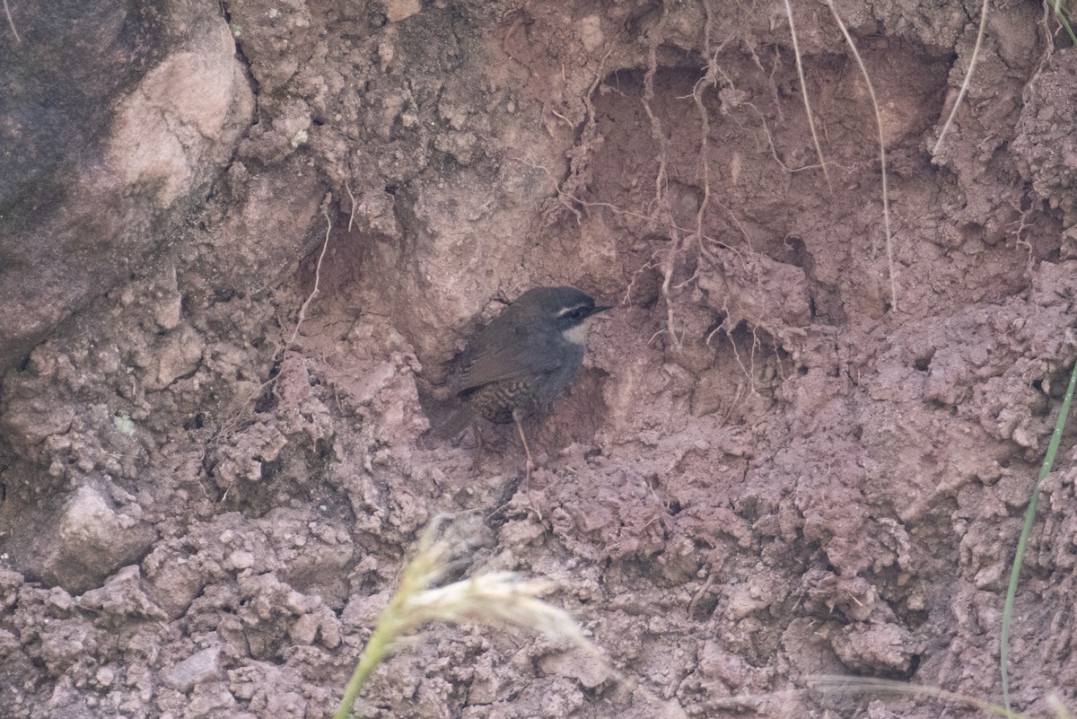 Zimmer's Tapaculo - ML617669823