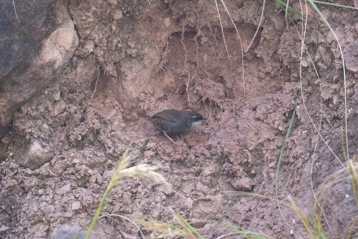 Zimmer's Tapaculo - ML617669825