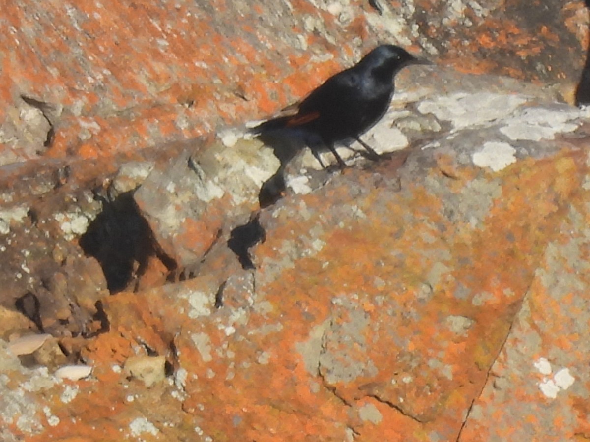 Red-winged Starling - ML617669843