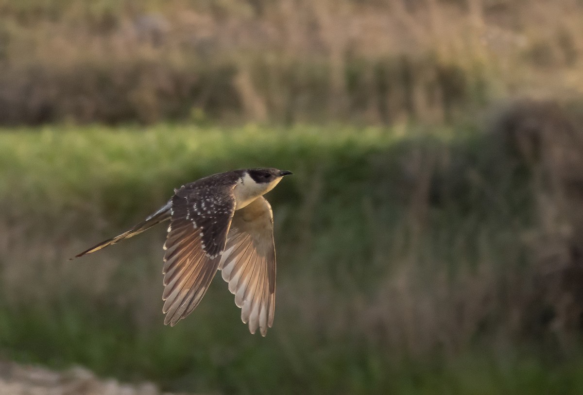 Great Spotted Cuckoo - ML617669938