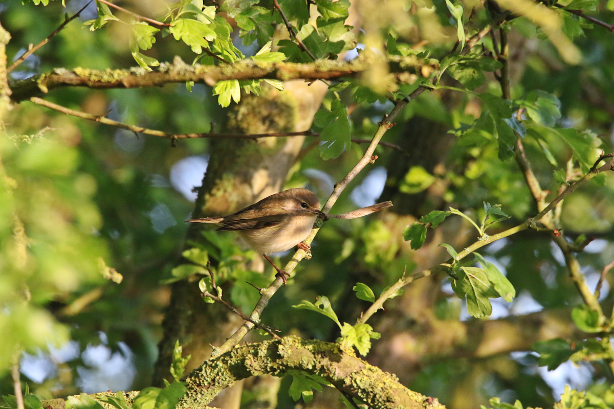 Common Chiffchaff - Matt Gillett