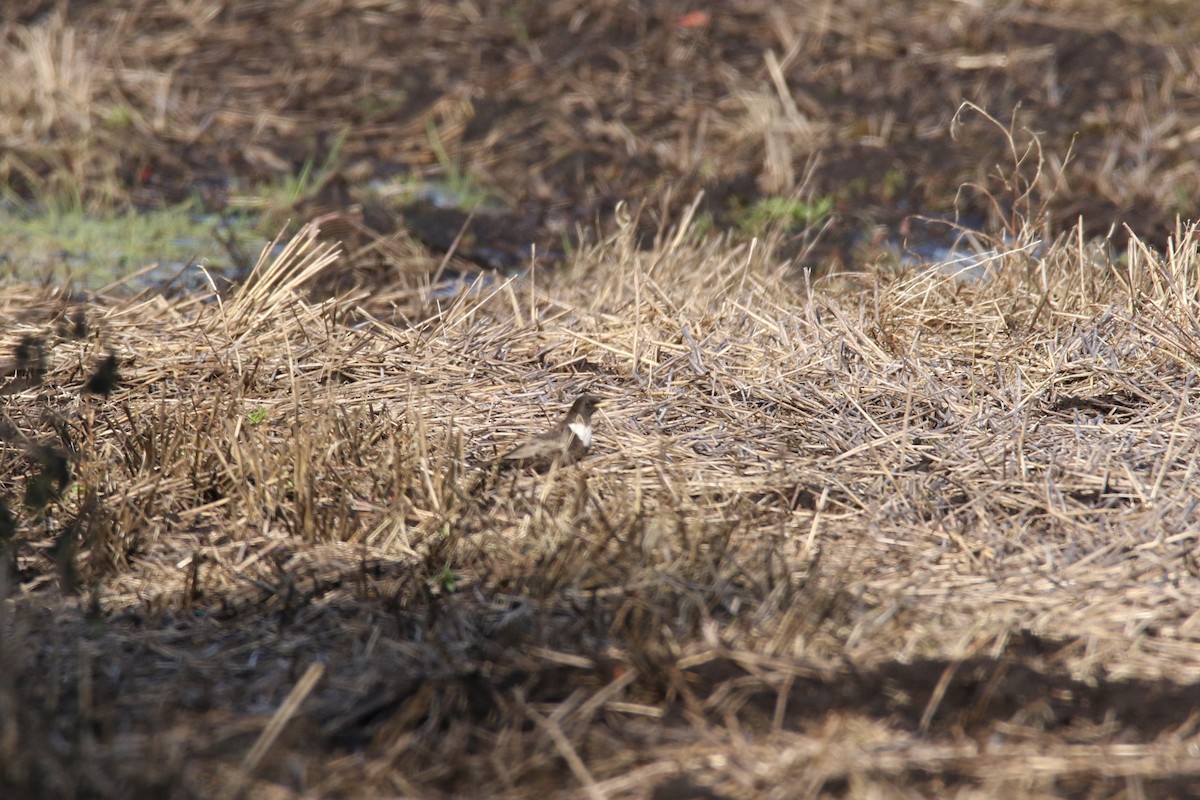 Ring Ouzel - Matt Gillett