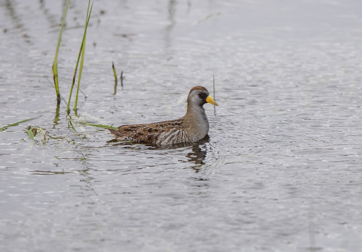 Polluela Sora - ML617669989