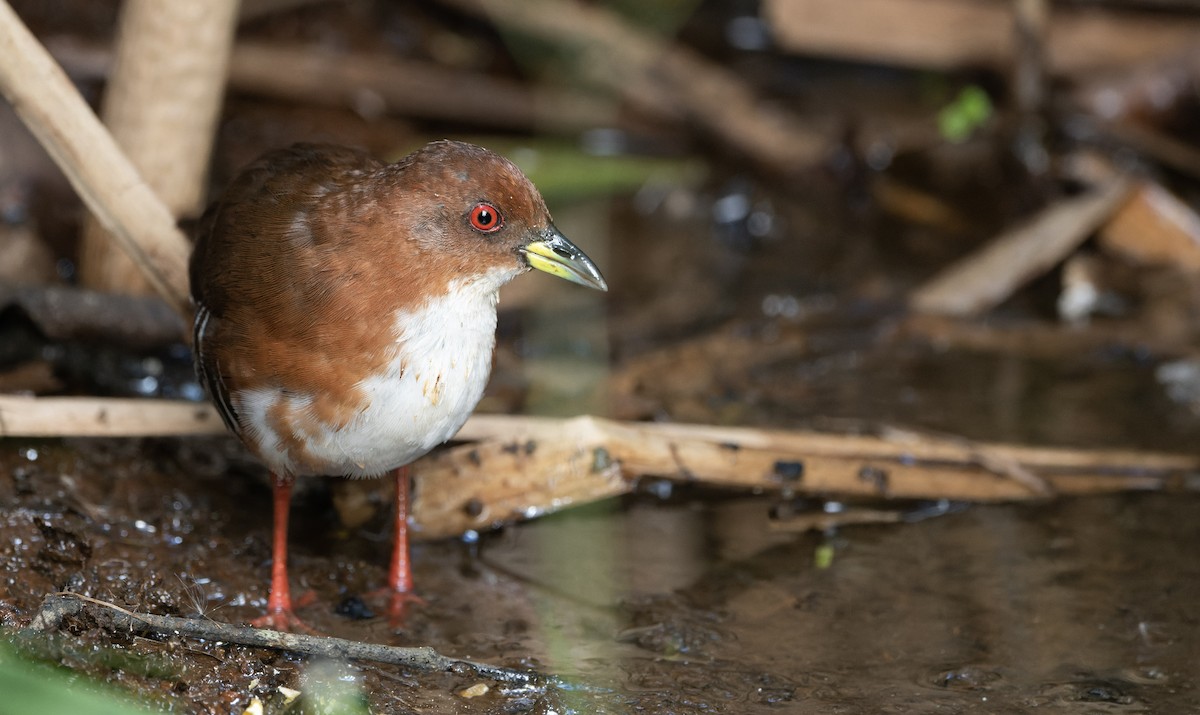 Red-and-white Crake - ML617669992