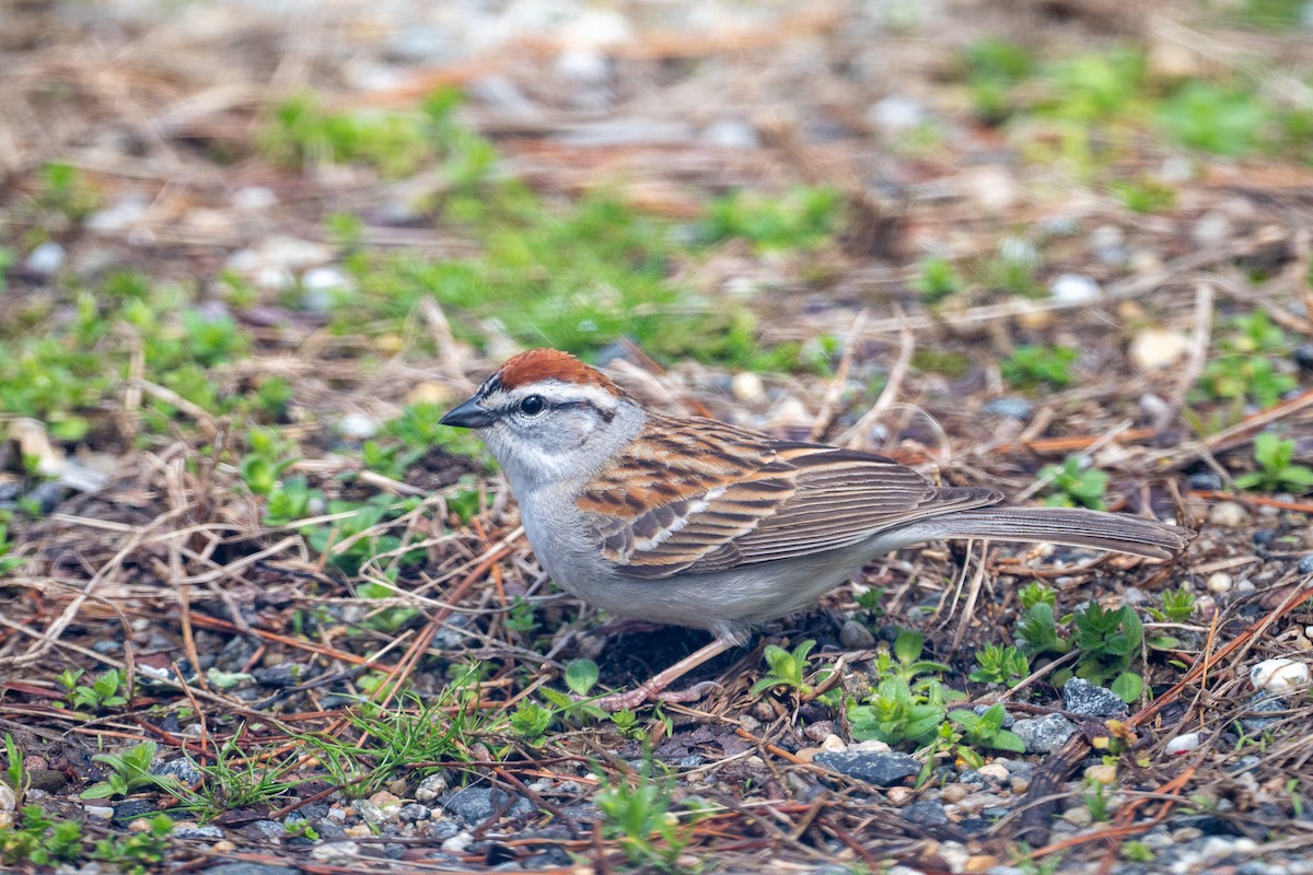 Chipping Sparrow - ML617670014