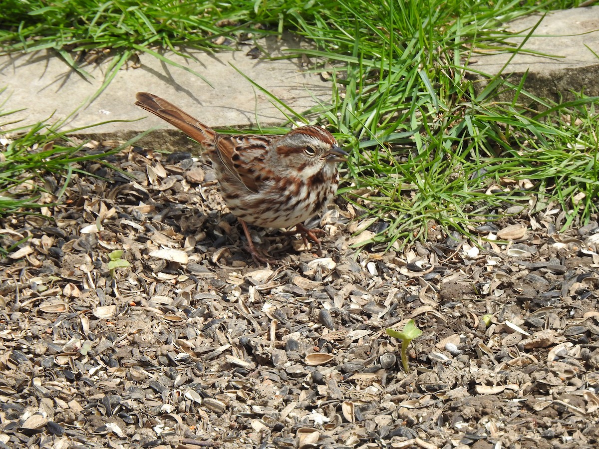 Song Sparrow - Mike Cowlard