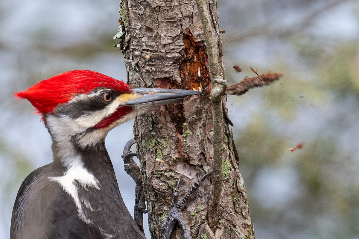 Pileated Woodpecker - Barry Marsh