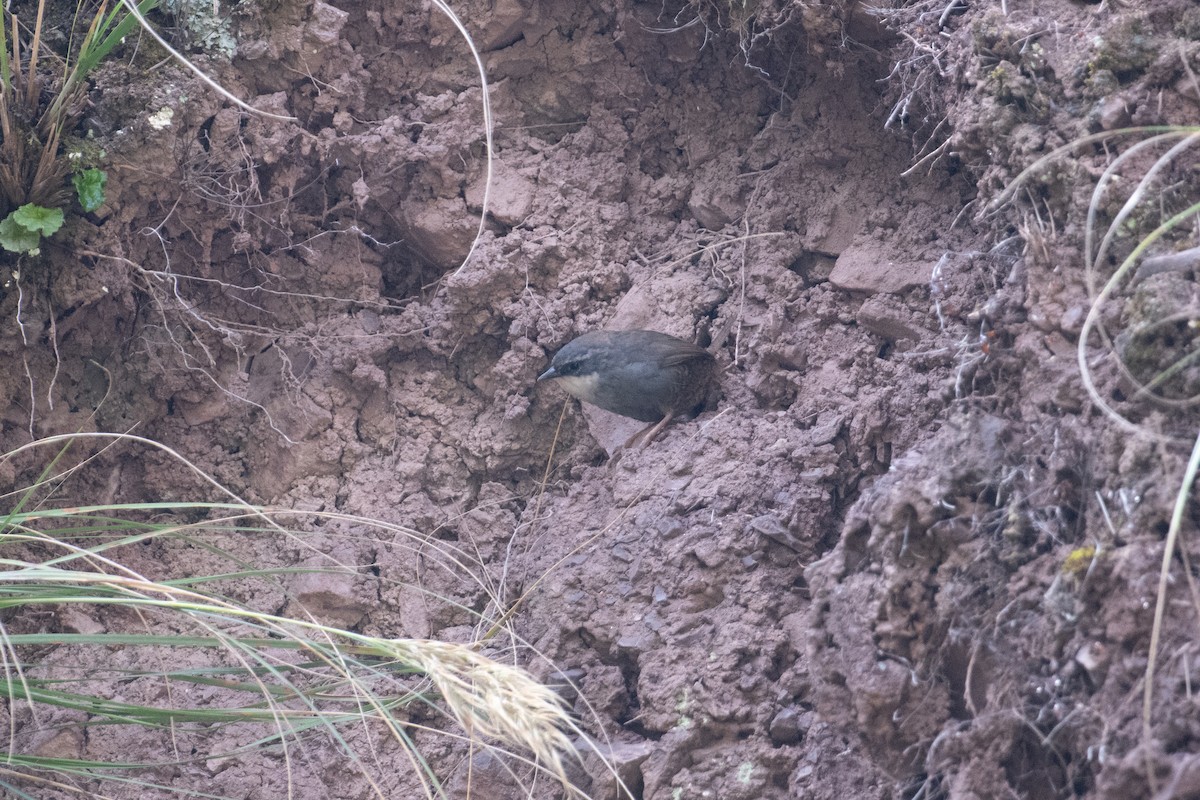 Zimmer's Tapaculo - ML617670037