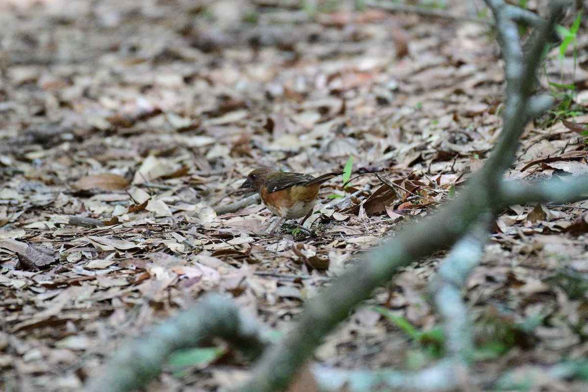 Eastern Towhee - ML617670052