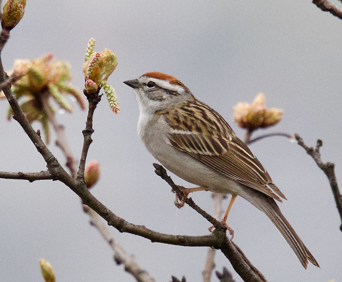 Chipping Sparrow - ML617670086