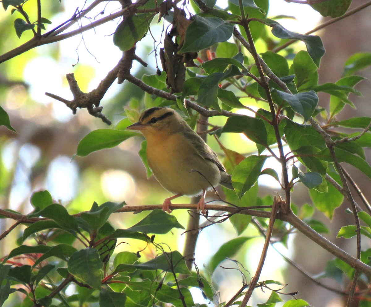 Worm-eating Warbler - ML617670087