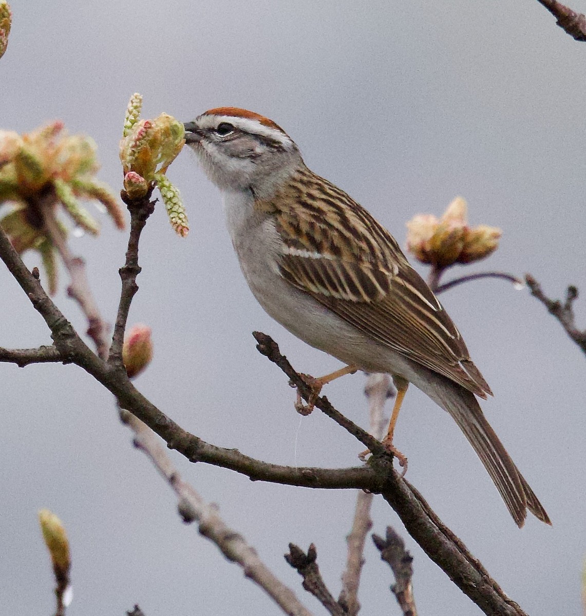 Chipping Sparrow - ML617670093