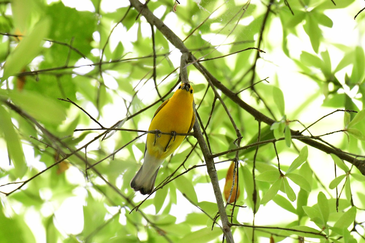 Prothonotary Warbler - ML617670094