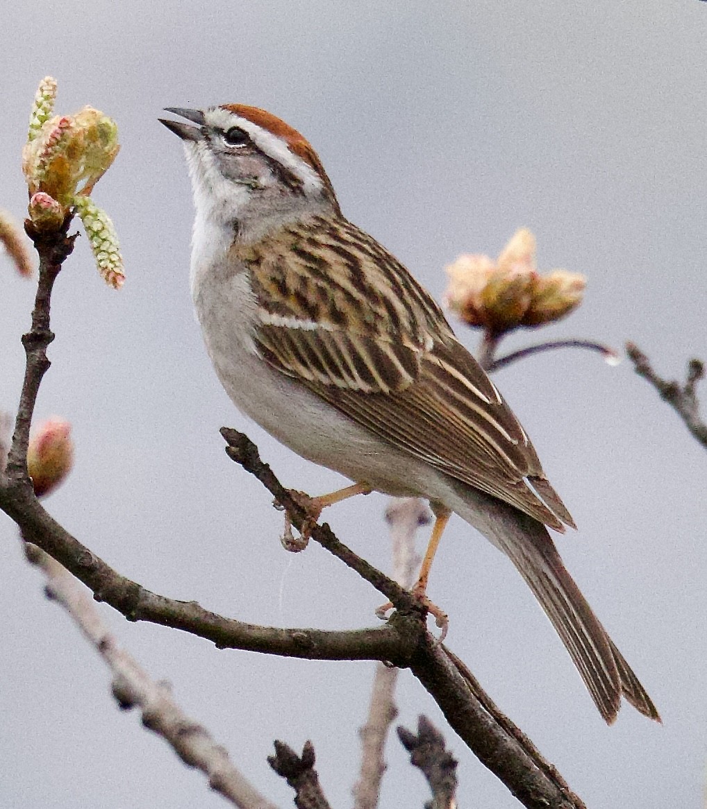 Chipping Sparrow - ML617670096
