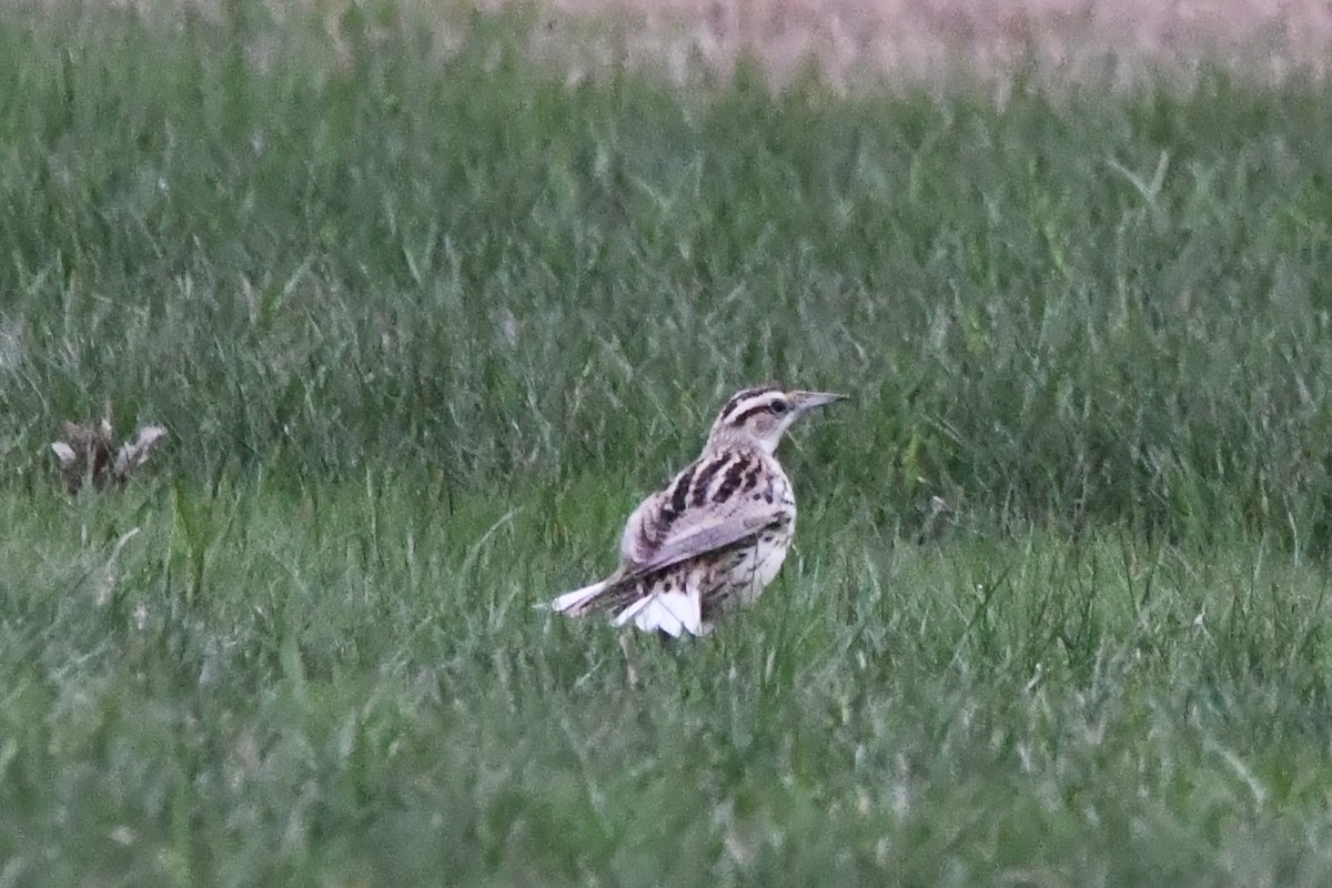 Sturnella meadowlark sp. - ML617670099