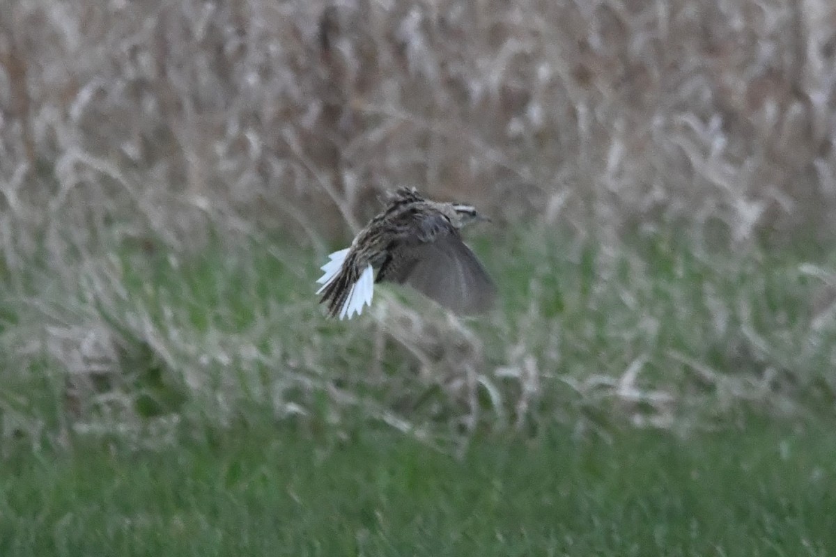 Sturnella meadowlark sp. - ML617670100