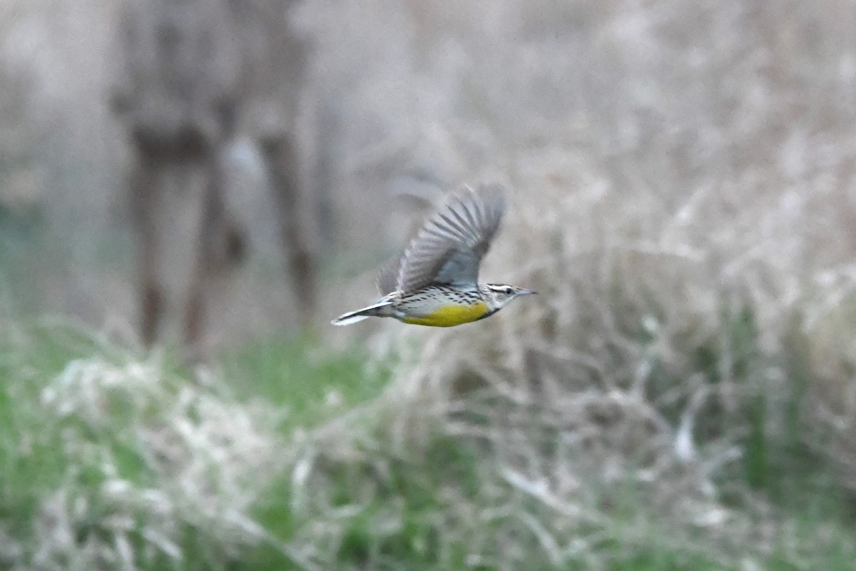 Sturnella meadowlark sp. - ML617670102