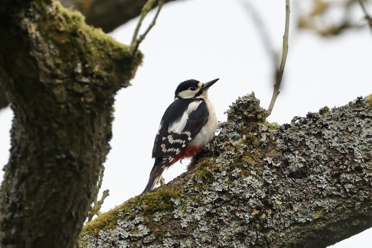 Great Spotted Woodpecker - ML617670128